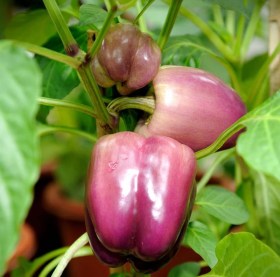 Lilac Bell paprika - Orgonalila édespaprika